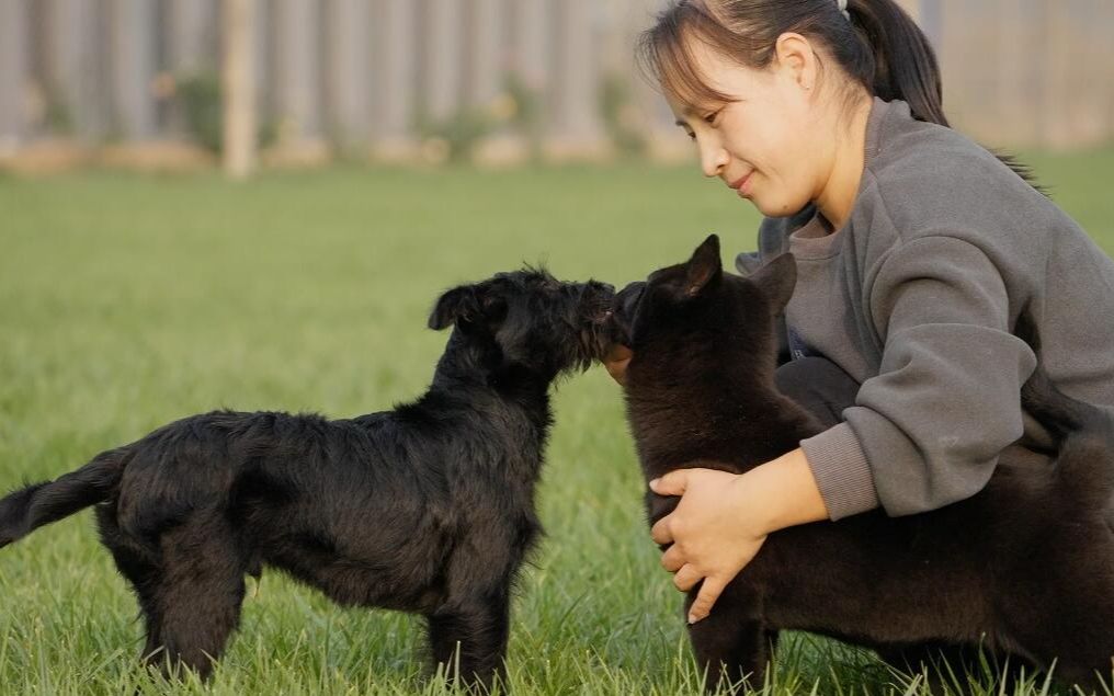 [图]【中华田园犬】出身卑微又怎样，两只小黑狗的命运让多少贵族狗都望尘莫及