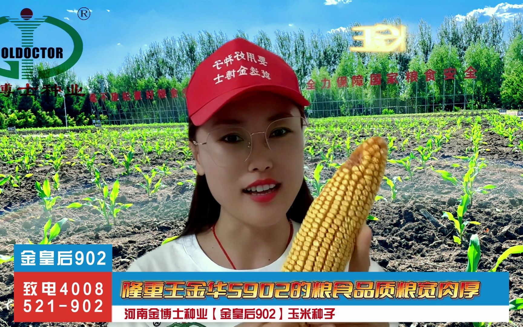 z658玉米种子|天育108玉米种业