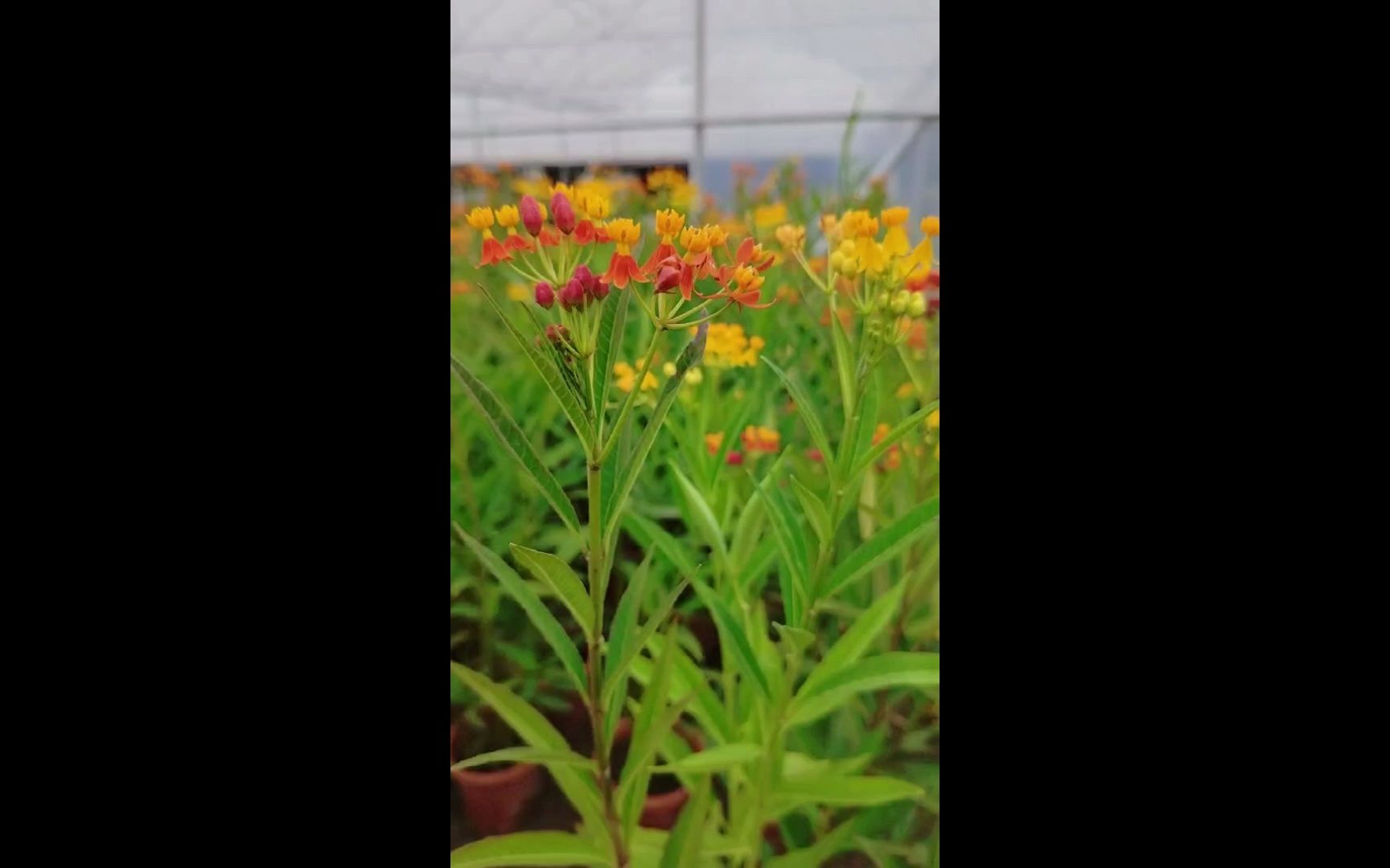 邵阳武冈雅帆苗木花卉乔木灌木水生植物园林景观绿化工程市政园林地被小苗草皮马利筋基地批发哔哩哔哩bilibili