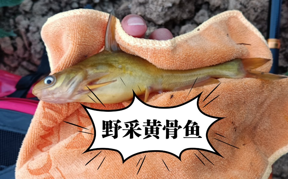 野采呱呱叫大肚黄骨鱼,第四批入池!