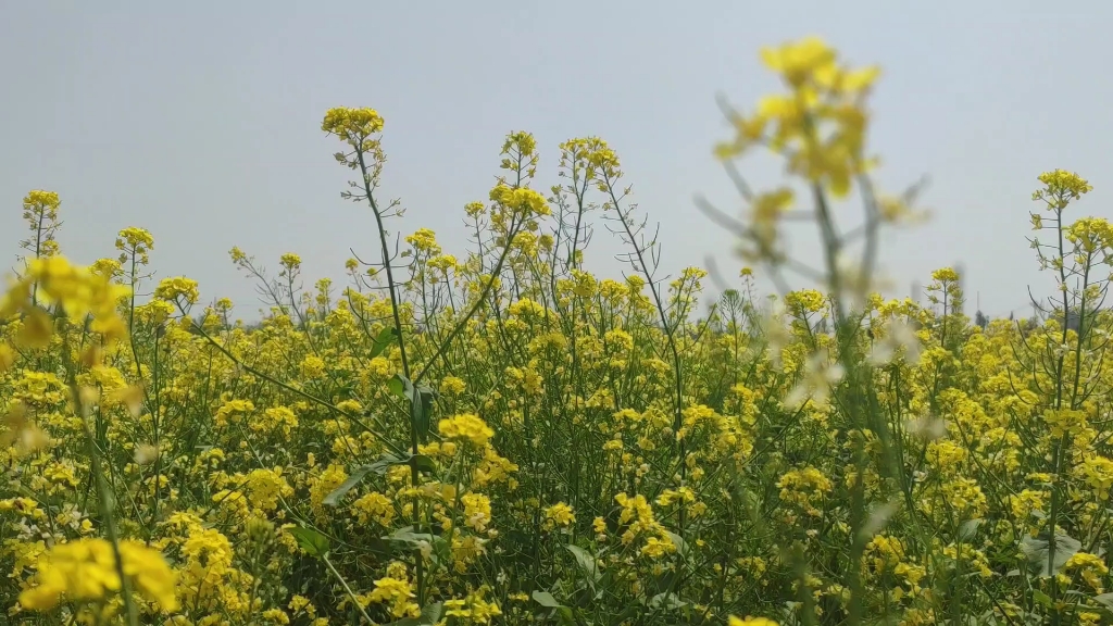 [图]看看油菜花儿