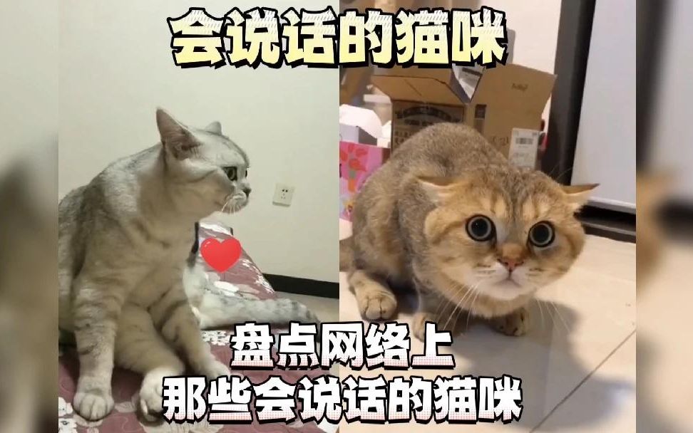 [图]盘点网络上会说话的猫咪，这是成精了吗？不让动物说话是有原因的