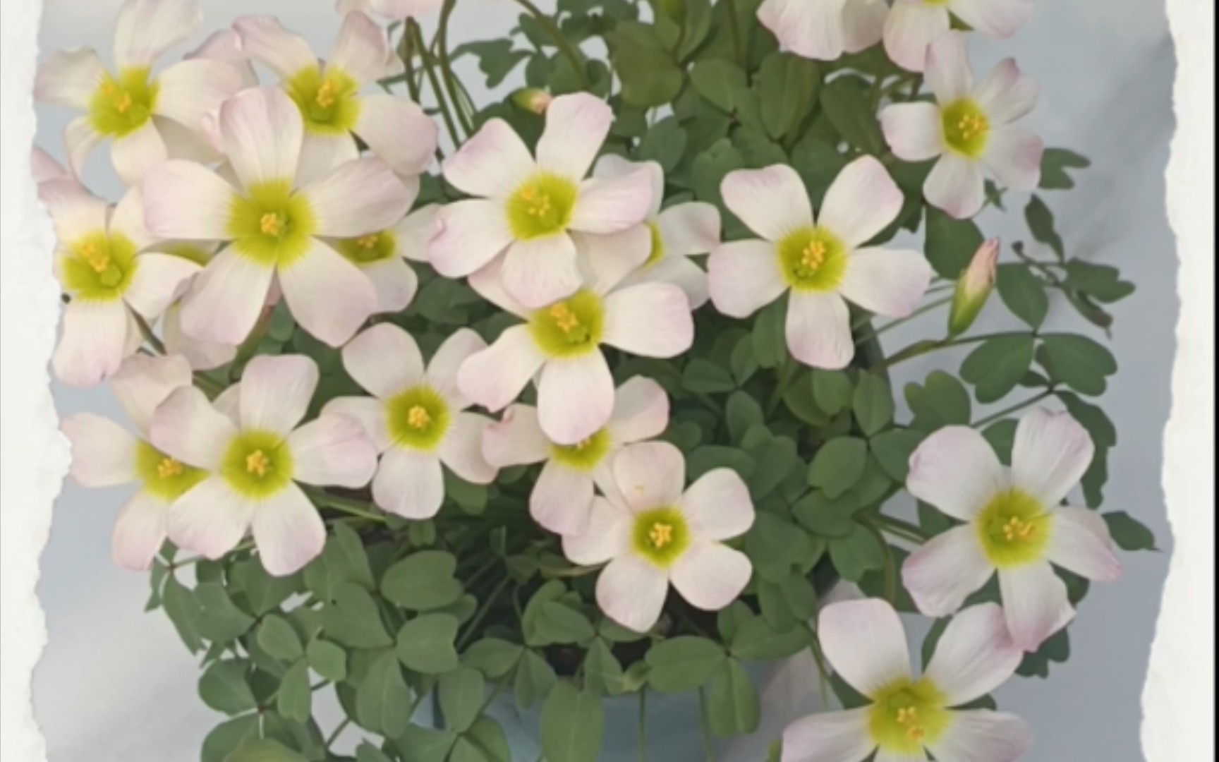 记录品种‖酢浆草锂辉石