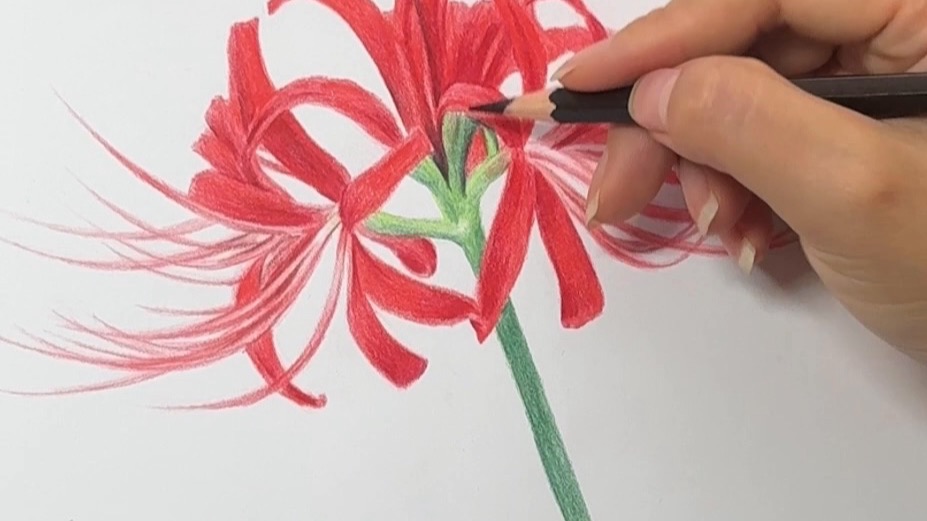 彩铅画|彼岸花