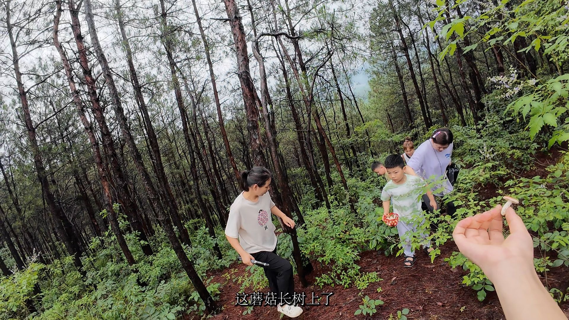 湖北小县城山上采蘑菇