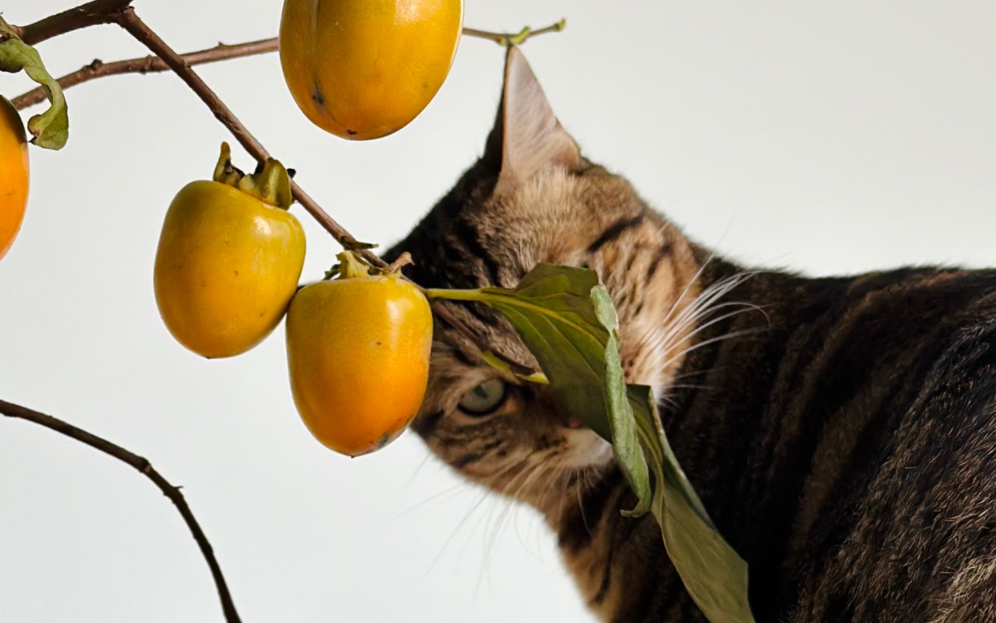 当你想和狸花猫拍亲子时光视频时