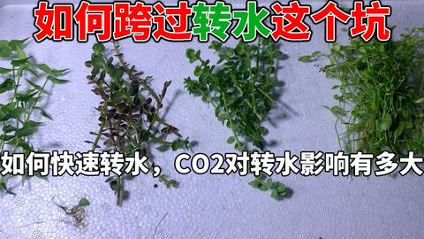 国外双杠对比测试草缸到底要不要打co2 对水草的影响视频有点长 哔哩哔哩