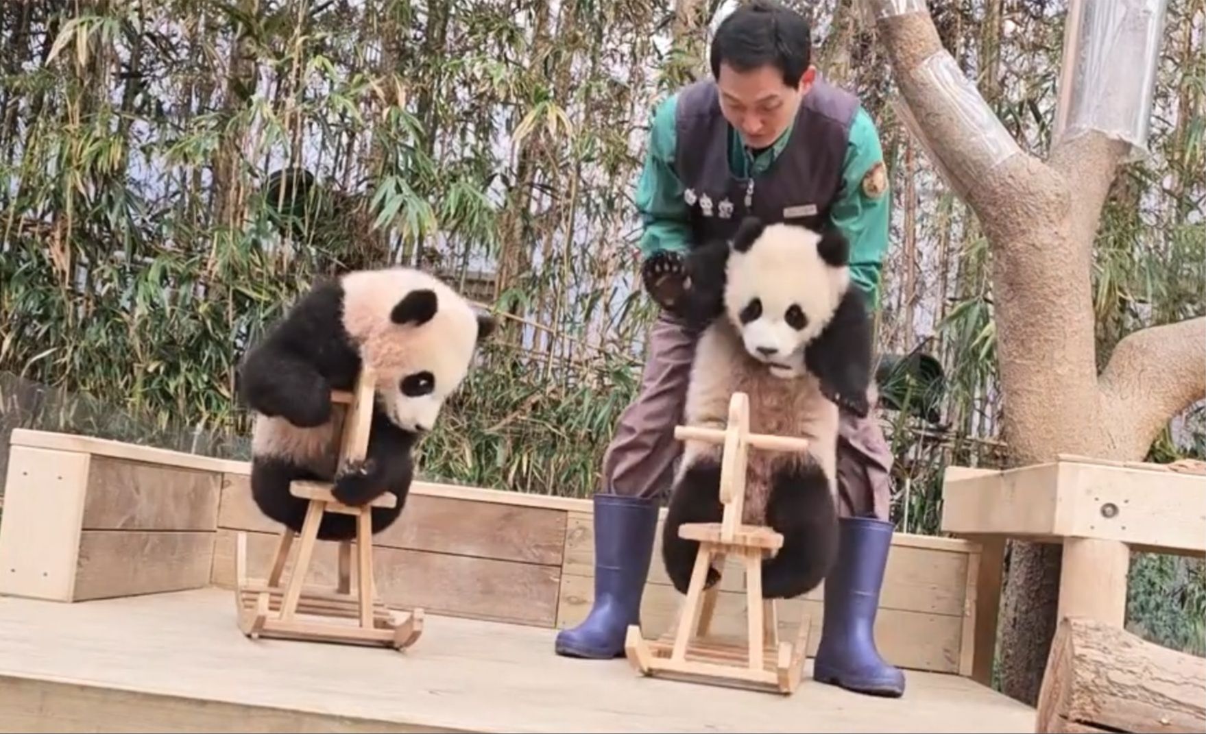 1.26熊猫来了中字:宋宝为福宝回国检疫做准备,睿辉继承了姐姐的木马