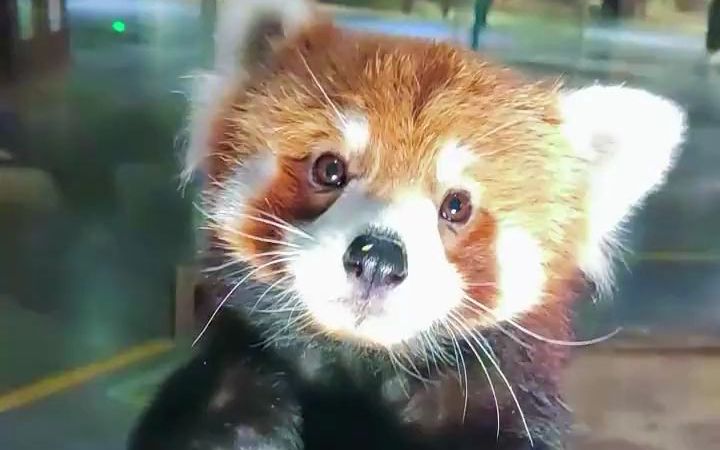 没想到你小望仔还在背地里偷学了武术!胡萝卜快拿走吧!真拿你没办法