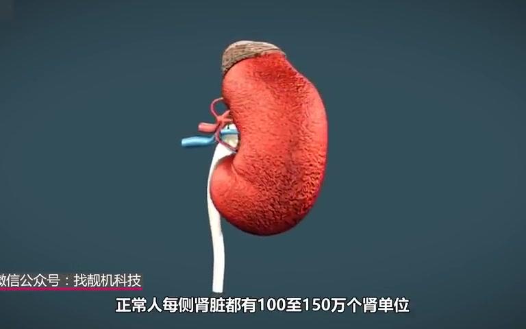 切掉一个肾,对身体到底有什么影响?