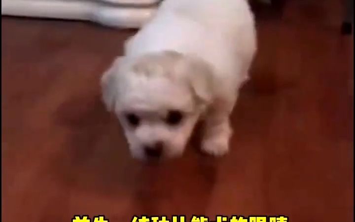 比熊犬怎么看纯不纯,比熊犬怎么看品相好不好#比熊犬怎么看纯不纯 #比熊犬怎么看品相#比熊幼犬哔哩哔哩bilibili