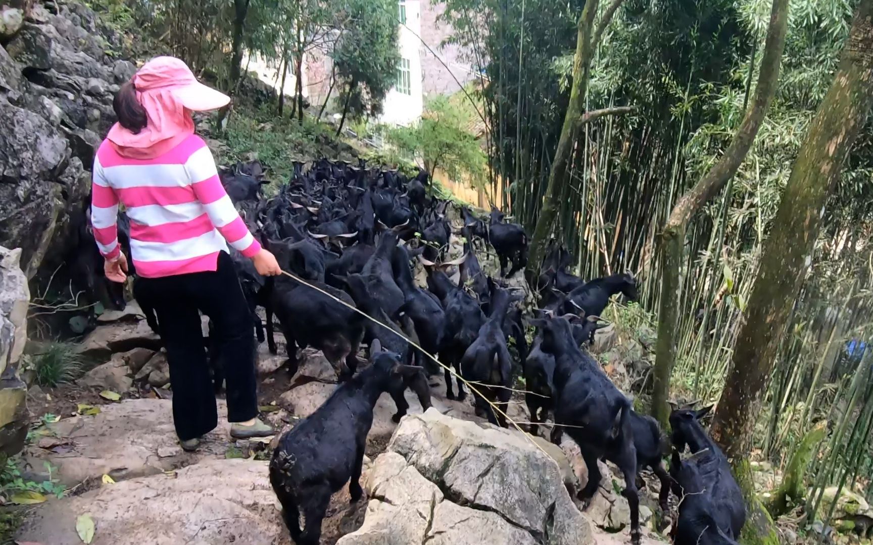 和美女去山上放羊子,小姐姐私下说在家养殖黑山羊比出去打工要强