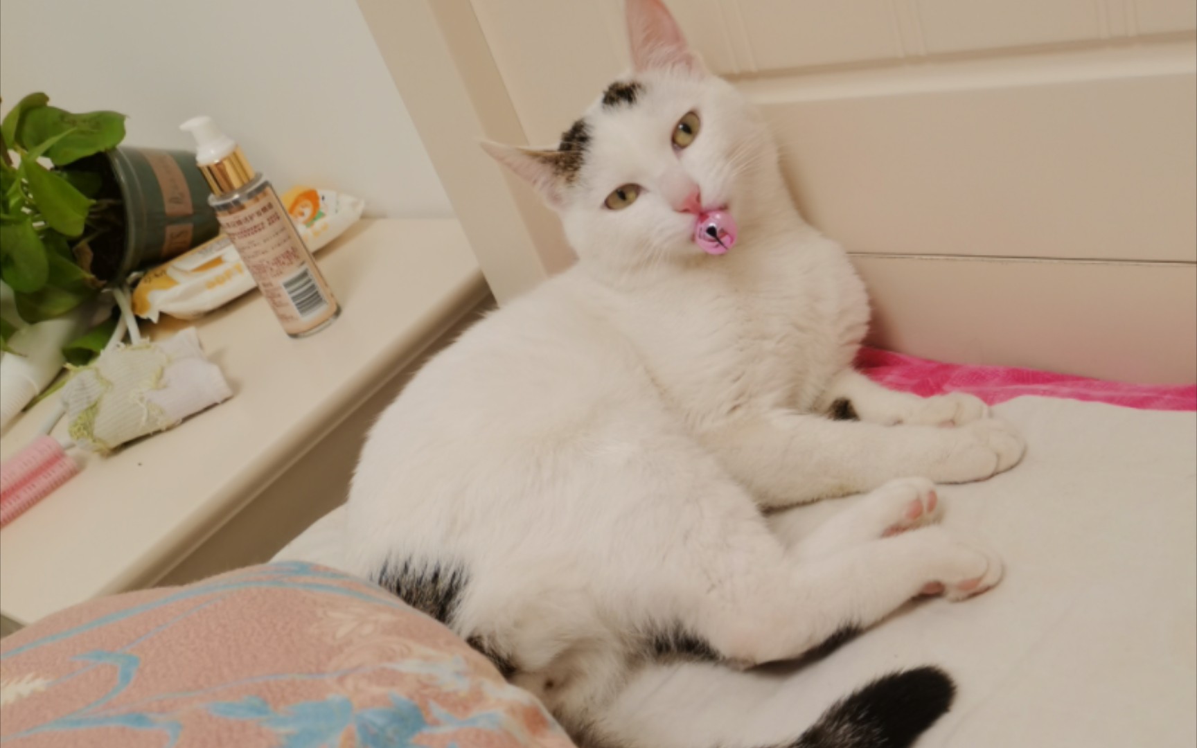 可爱小猫玩铃铛