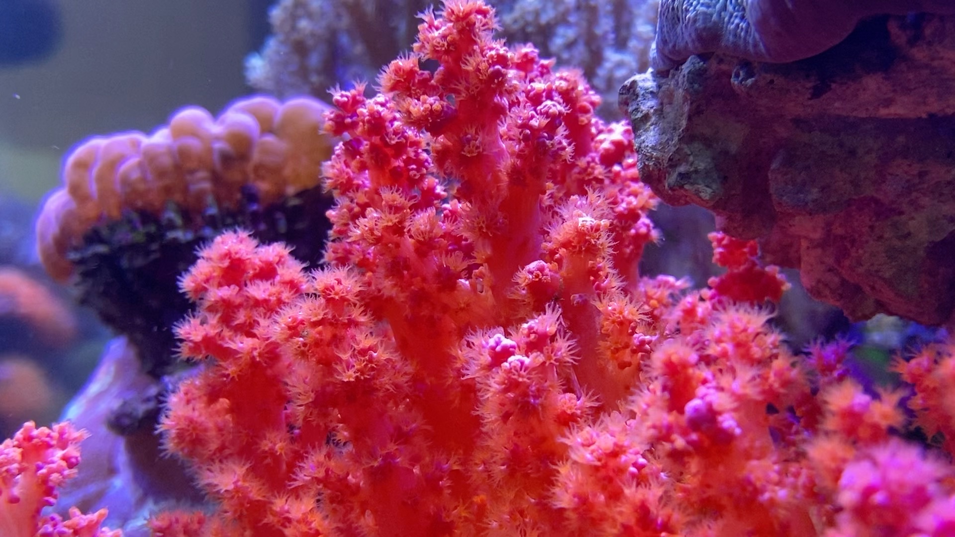 水桃花珊瑚与爱蹭镜的小草莓