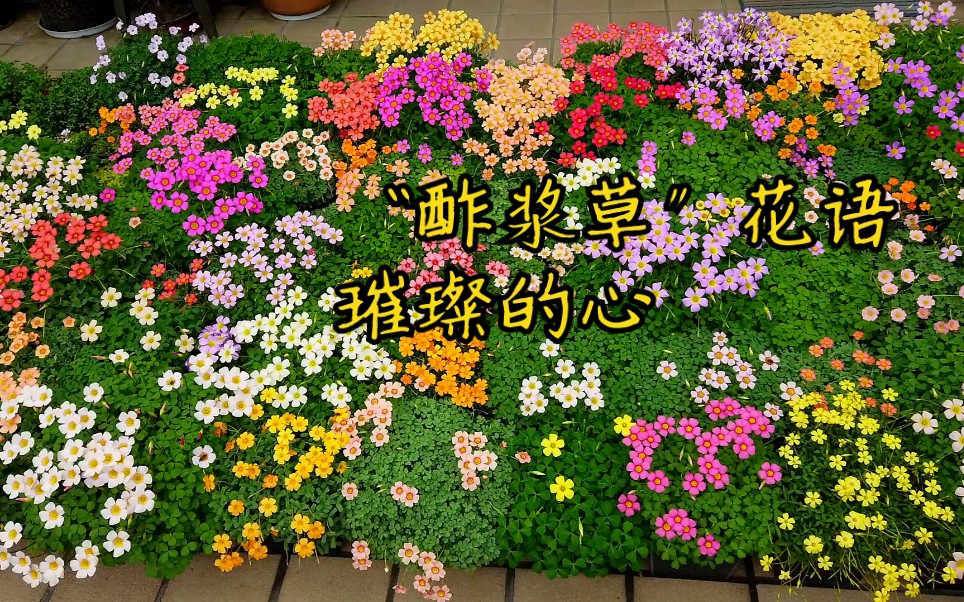 【情人节送花】“酢浆草”花语,璀璨的心.哔哩哔哩bilibili