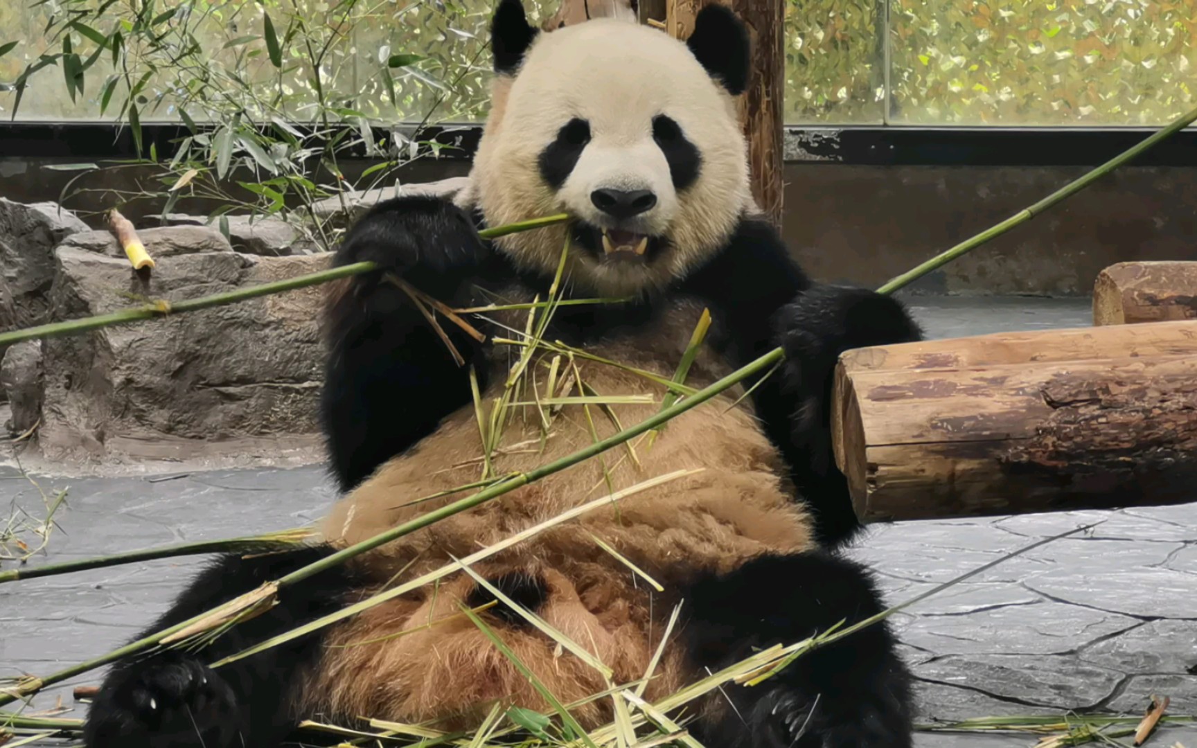 【大熊猫雪宝】他们都盯着我不走,一定是想吃我的竹子.