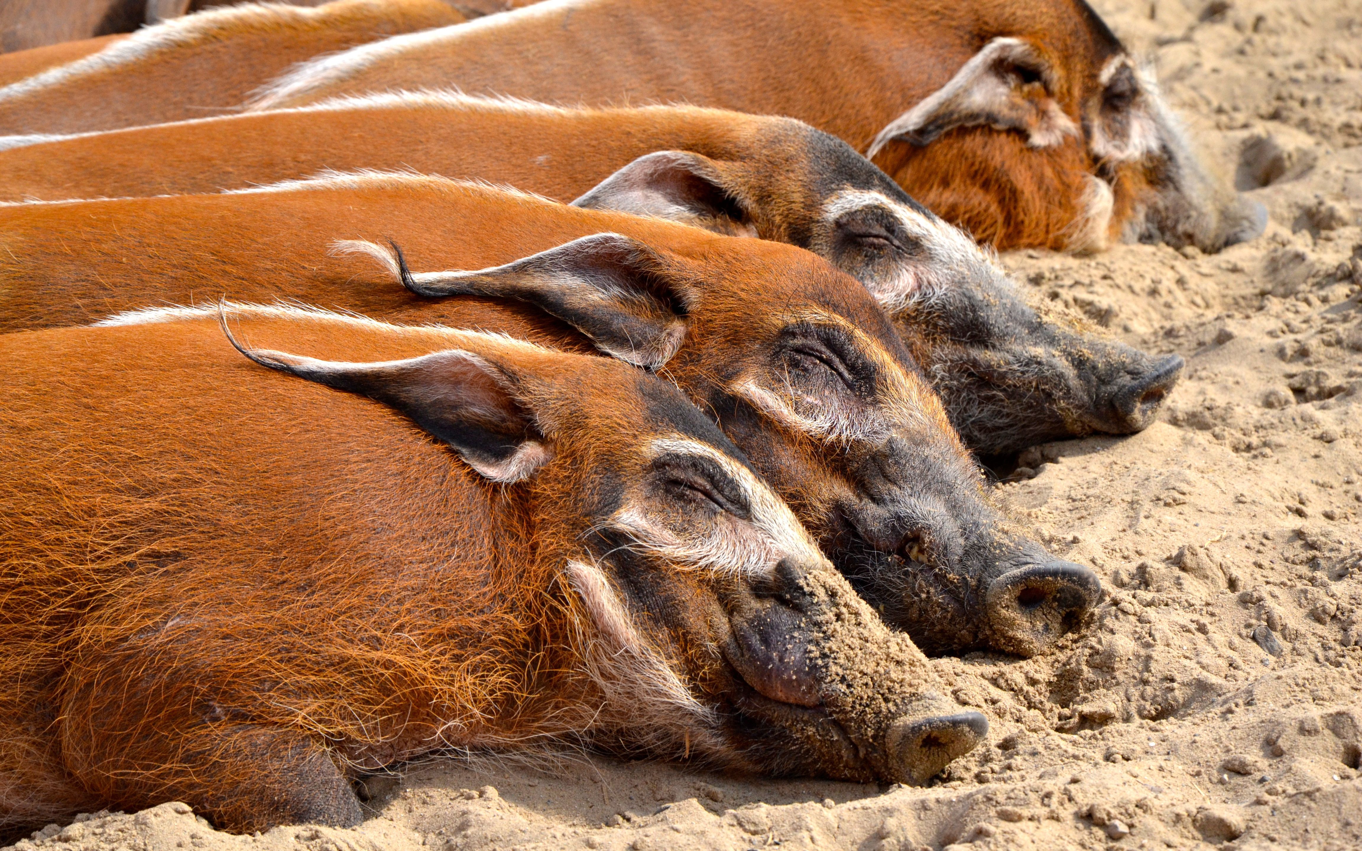 【动物园之星】红河猪沼地