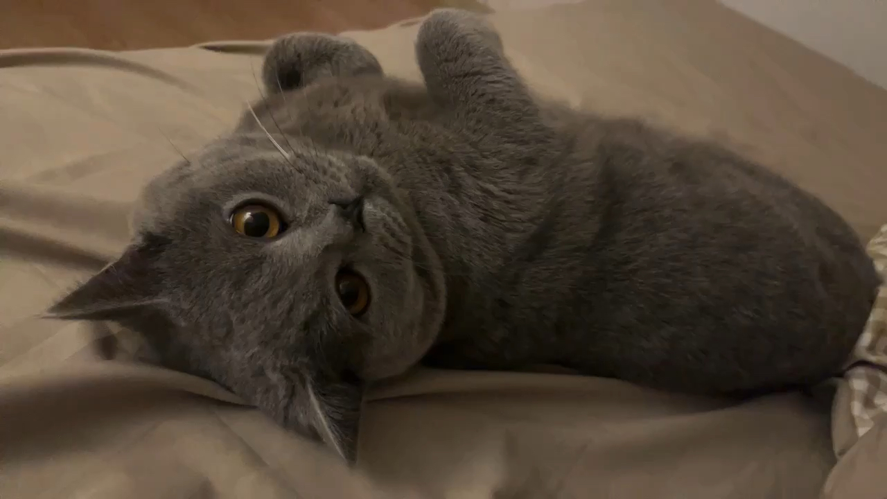 看来你们都很喜欢我家的小猫咪呀 那我多发几个叭