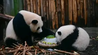 Скачать видео: 干妈和花局长的甜蜜时光：共享冰蛋糕，花花圆得像一个球！