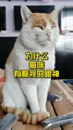 为什么猫咪有鄙视的眼神？