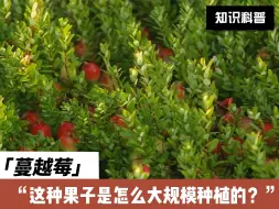 Download Video: 最近爆火的社交圈的蔓越莓，怎么大规模种植的？智慧农业发挥大作用！