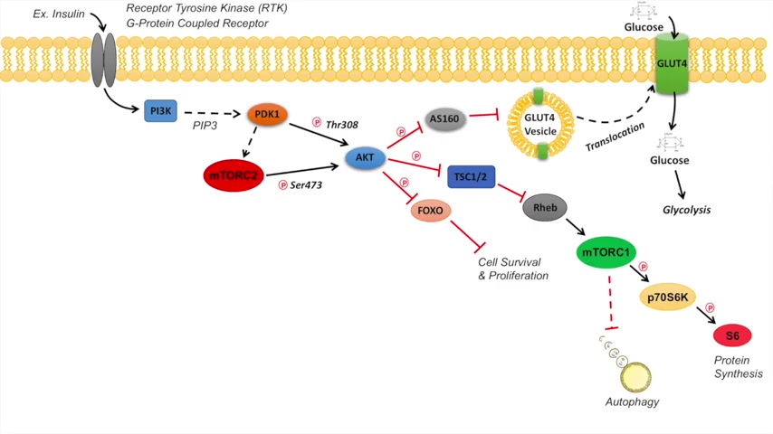 [图]AKT Signaling Pathway _ Regulation and Downstream Effects (480p)