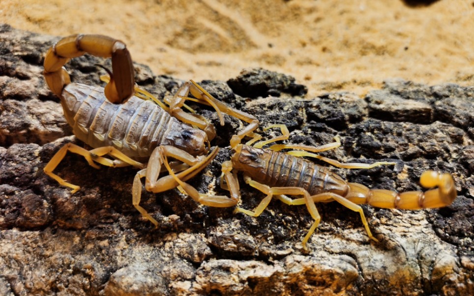 阿拉伯肥尾蝎图片