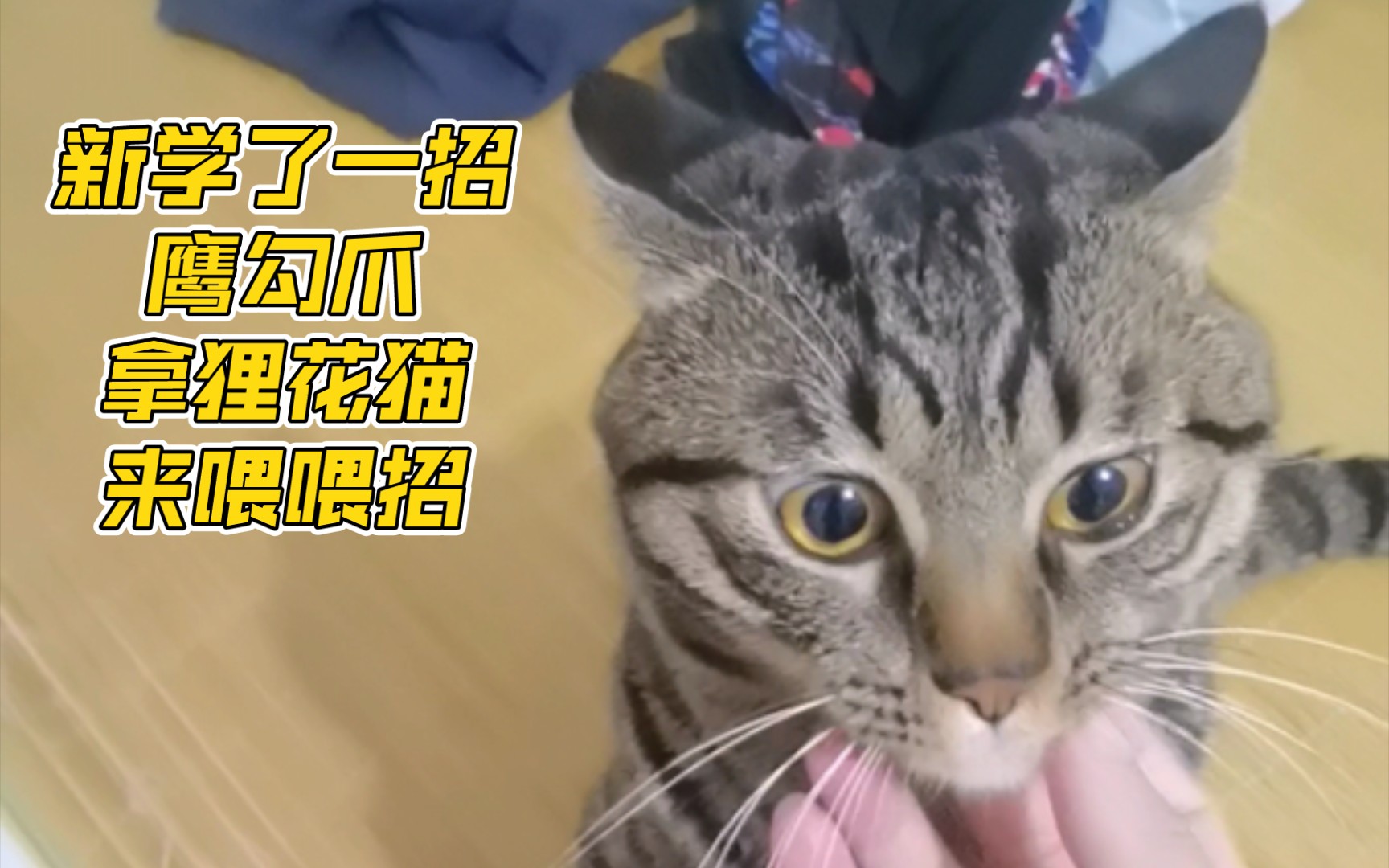 新学了一招鹰勾爪,拿狸花猫来喂喂招哔哩哔哩bilibili