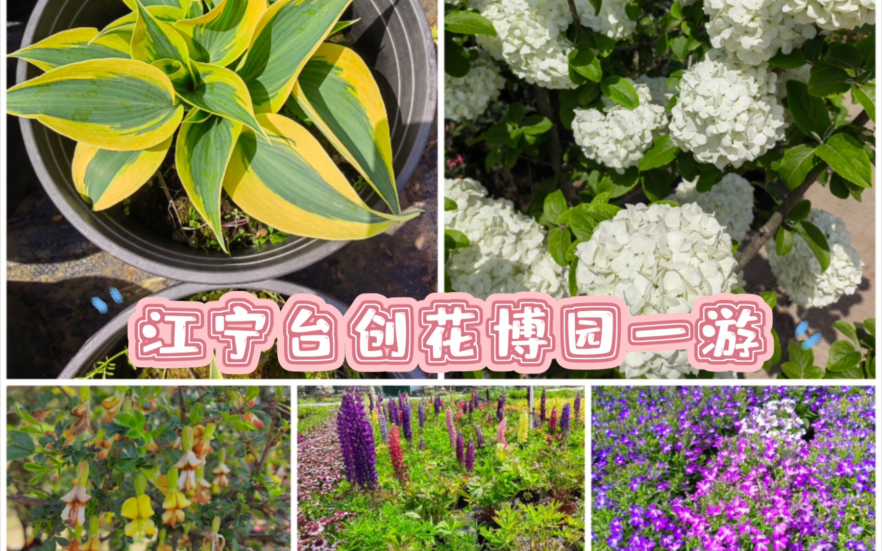 江宁台创花博园短暂一游