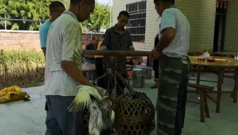 堂叔家摆升学酒，岳父家一早就赶着去帮忙干活，又有大鱼大肉吃了