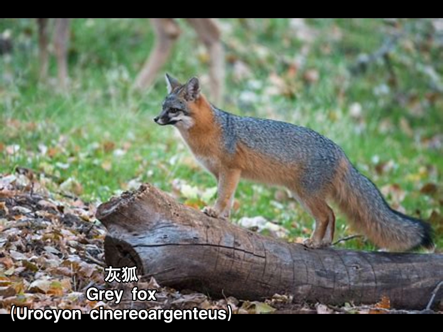 野生动物 世界犬科动物叫声合集哔哩哔哩bilibili