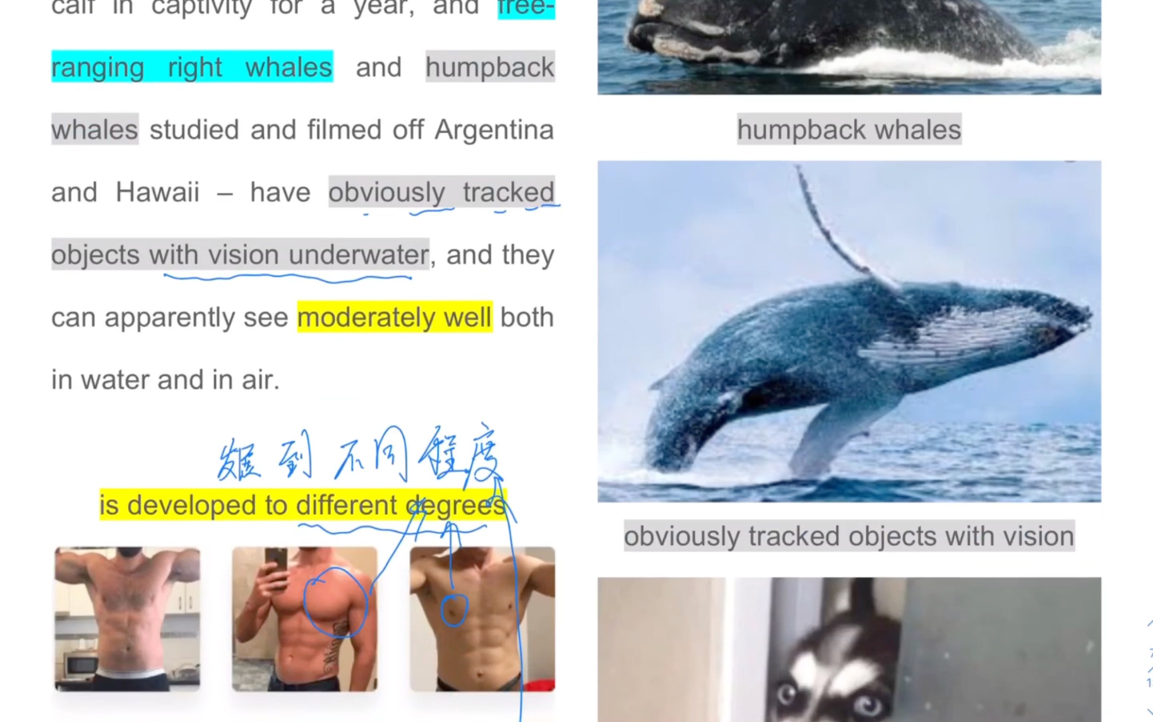 [图]英语文章精讲 图文并茂 长句不难 聪明的你 一定理解 雅思412What Do Whales Feel? 海豚能感受到什么？