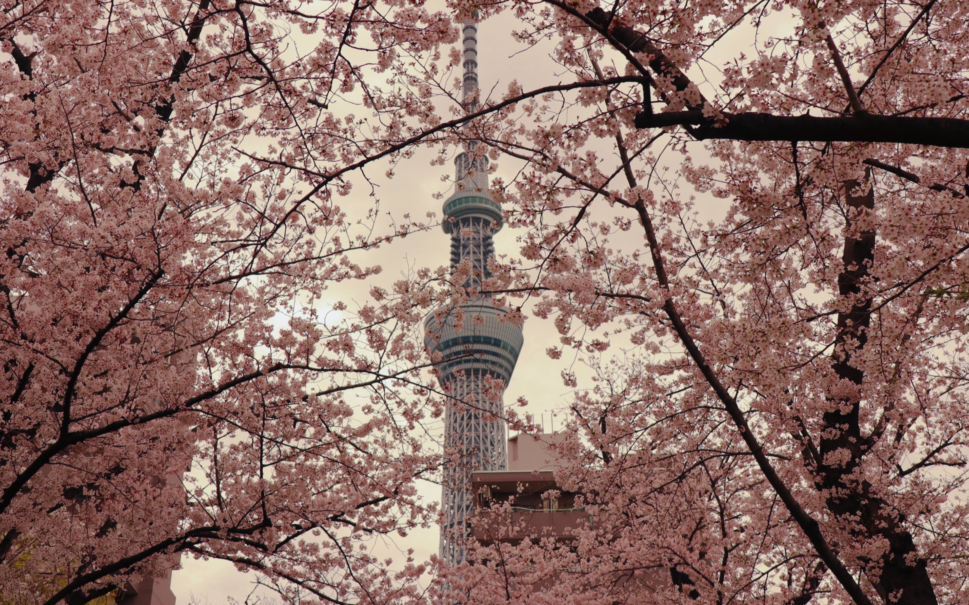 留学生活/东京樱花季/隅田川/隅田川公园/他们好快乐/晴空塔