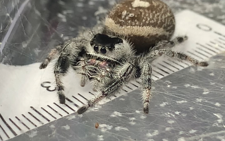 成年母蛛有多大