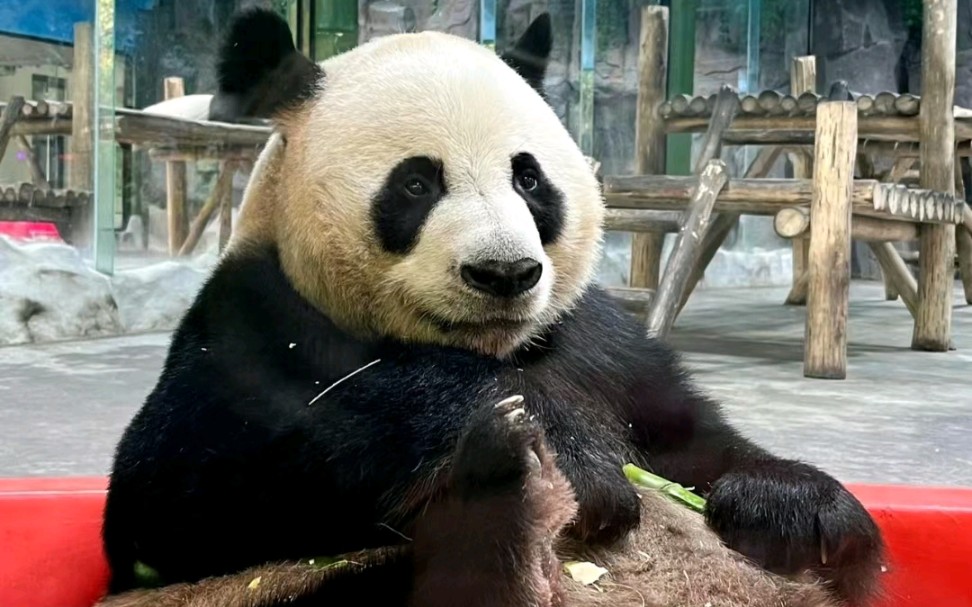 11.13 大熊猫灵岩全新洗澡歌发布,又是心情好好泡澡的一天