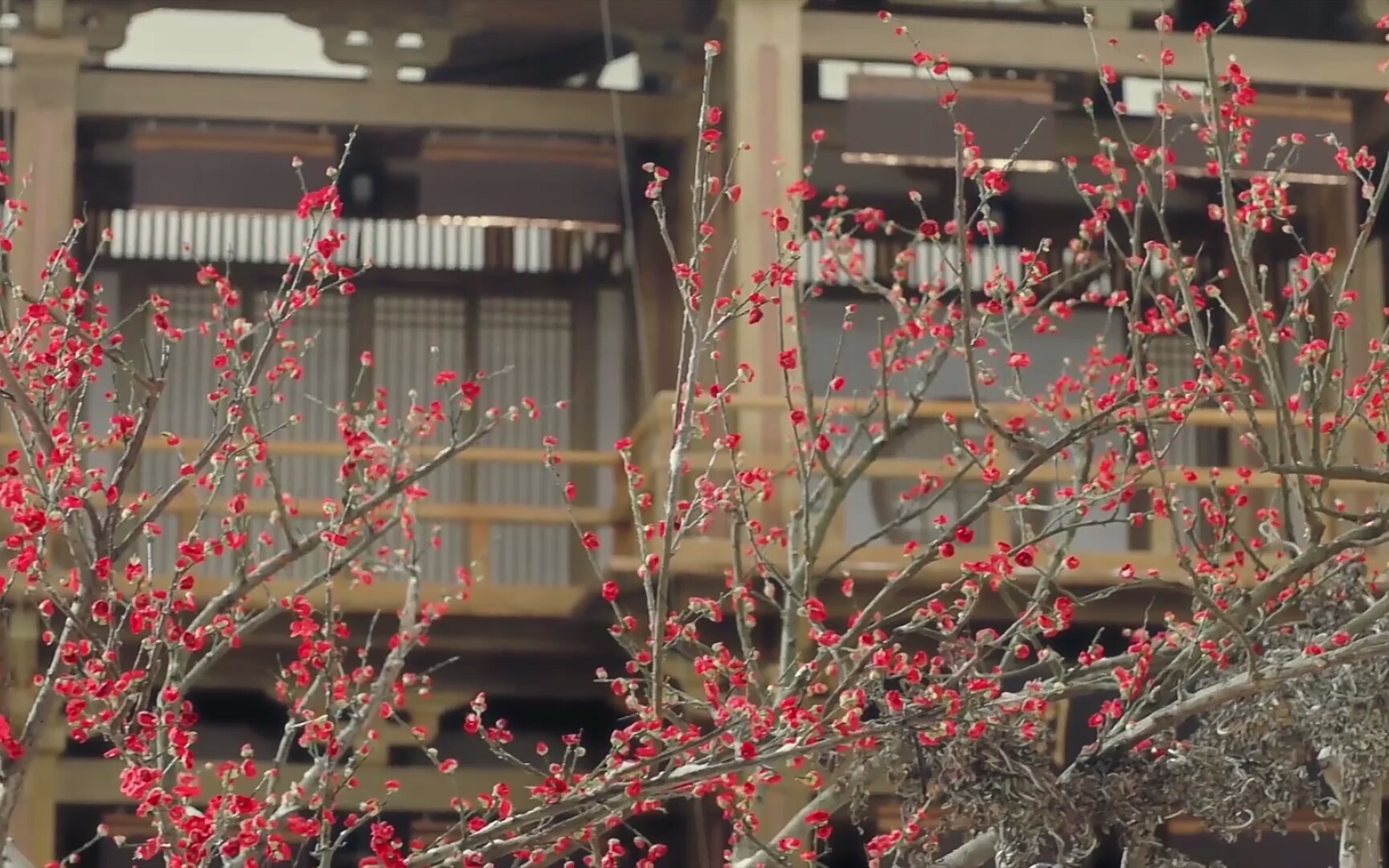 【古风空镜】两女子撑伞,比武,同心结,白衣男子下跪,想敲门的手,红衣