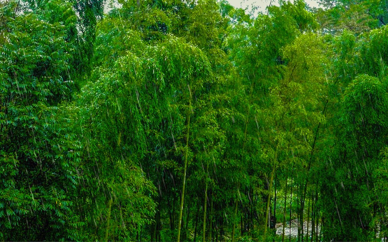 [图]【自然白噪音】竹林下雨聲 鬆弛 睡眠 舒緩 讀書/ Rain sounds in bamboo forest（White Noise Rainstorm）