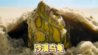 沙漠中居然有乌龟