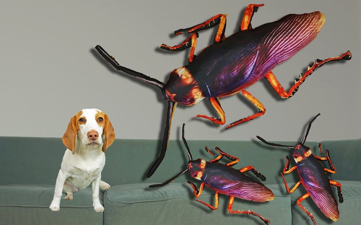 小狗vs巨型蟑螂入侵恶作剧小狗独立与世界上最大的虫子战斗