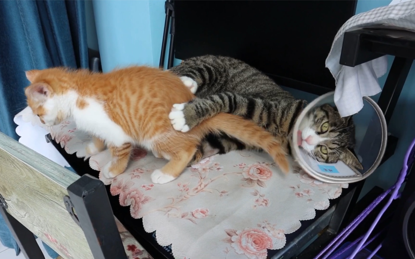 鸽蛋后执着于舔毛的狸花猪!看到有蛋的小橘心情很是不好!