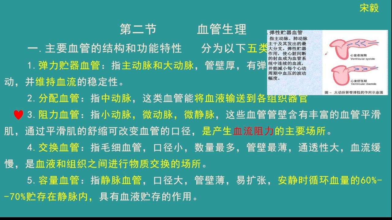 生理学—血管生理:血管的分类、血流量、外周阻力哔哩哔哩bilibili