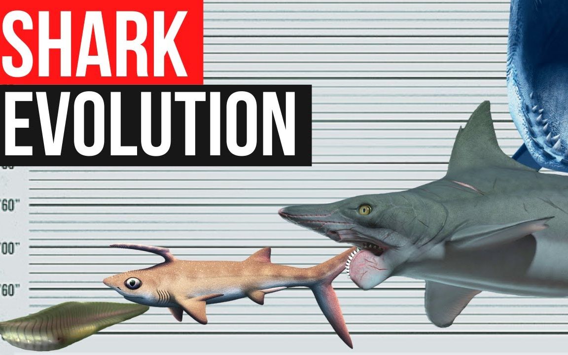 一分钟带你了解鲨鱼的进化史!