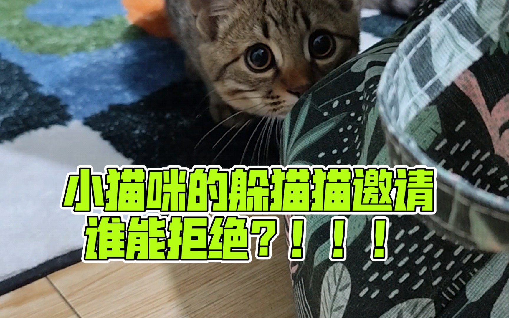 小猫咪的躲猫猫邀请谁能拒绝?!!!!拥有卡姿兰大眼睛的小狸花的成长日记~哔哩哔哩bilibili