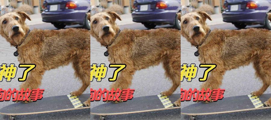 一条失恋狗的故事 治愈电影《消防犬》片段