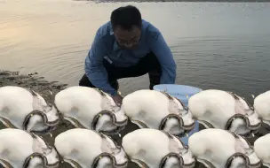 Скачать видео: 二哥来赶海秘密基地，荒废海参池里野生蚝泛滥，数以万计还没人挖