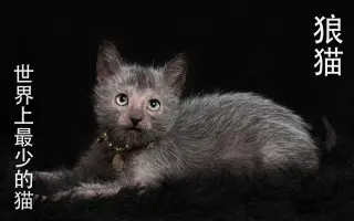 狼人猫 搜索结果 哔哩哔哩 Bilibili