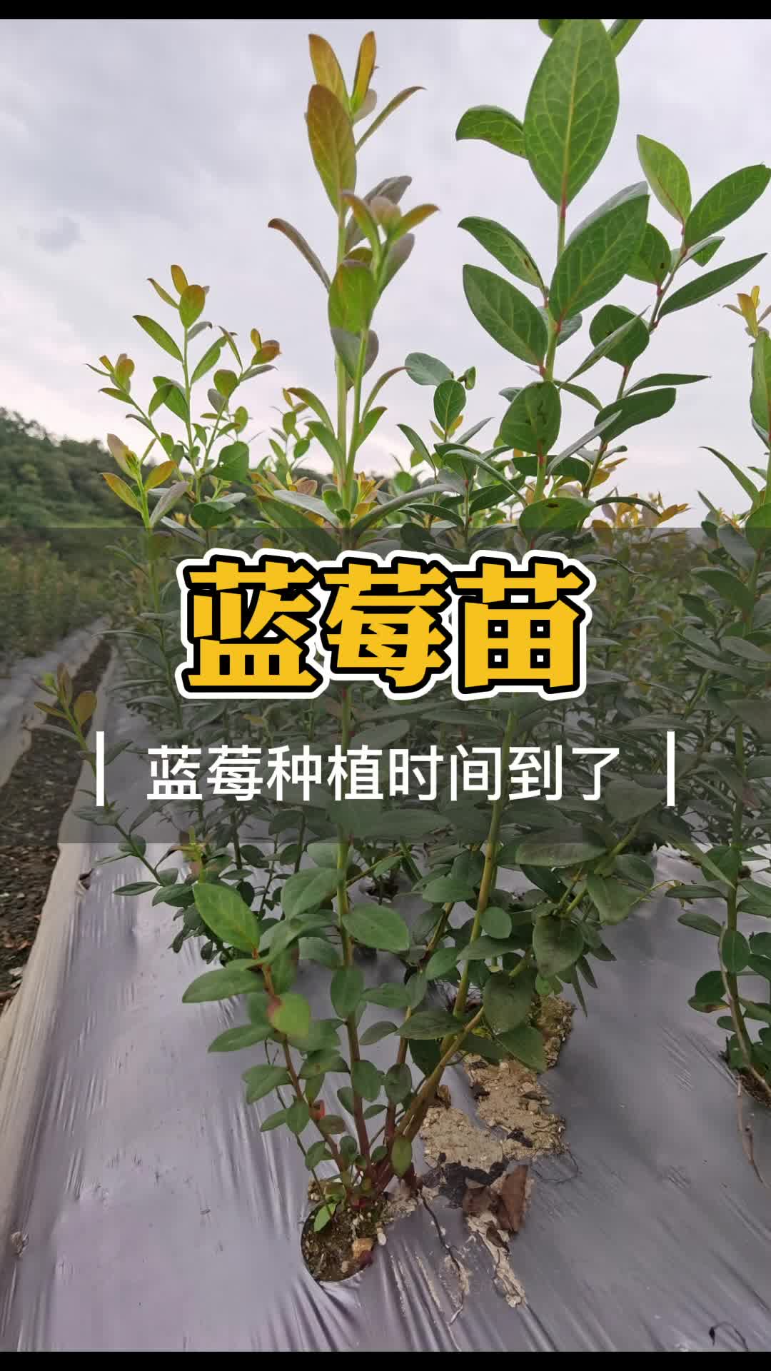 蓝莓什么时间种最好 蓝莓品种有哪些 浙江新山苗场哔哩哔哩bilibili