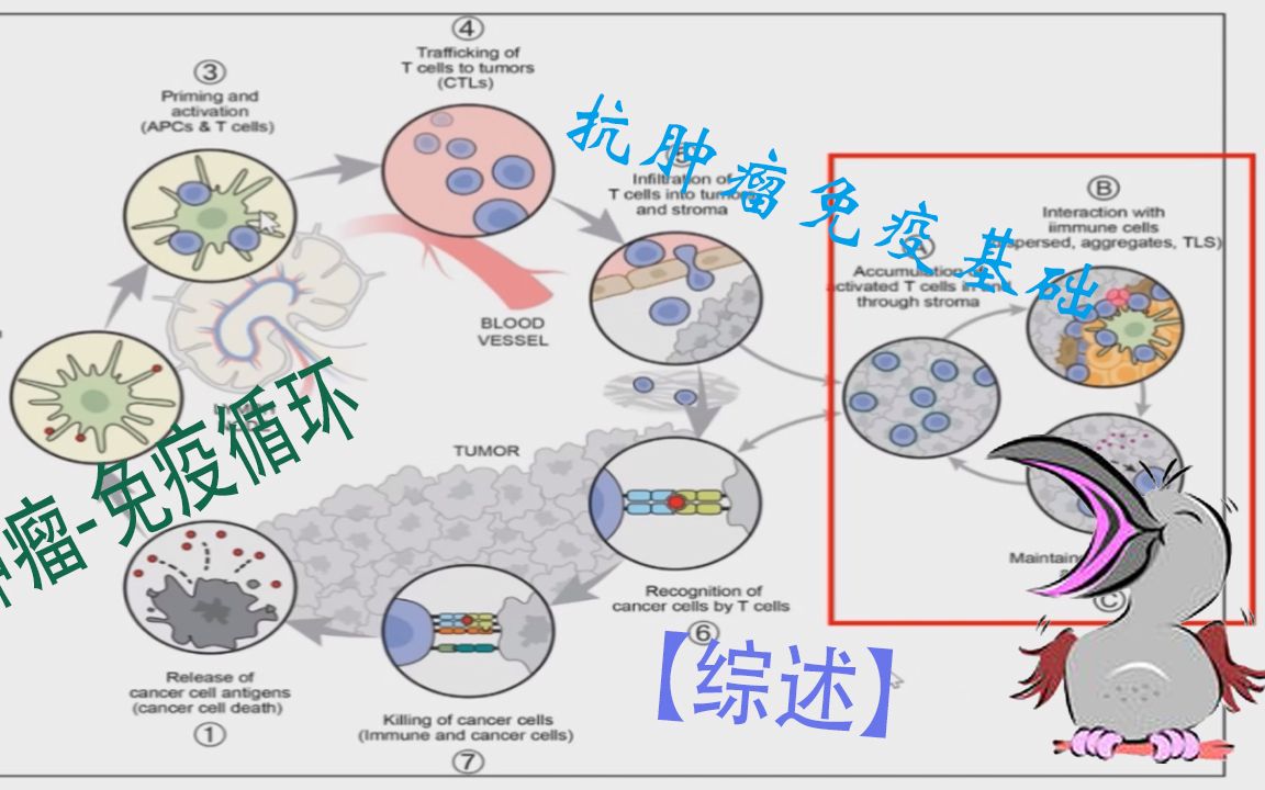 SCI文献导读——【综述】11月19日 肿瘤免疫循环过程哔哩哔哩bilibili