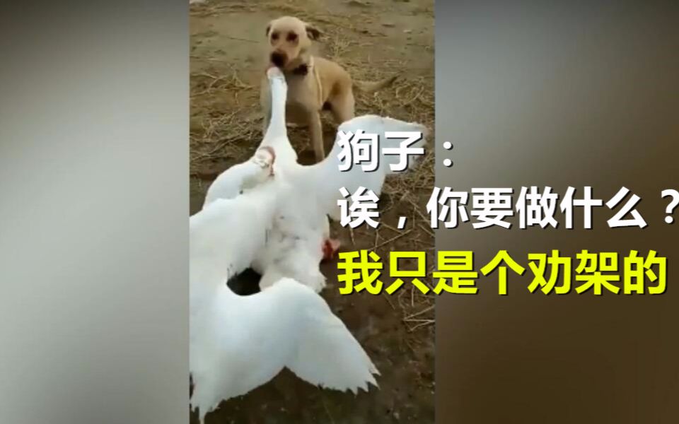 两只村霸大鹅正在打架,狗子好心相劝,结果可想而知.