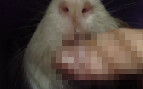 豚鼠实验图片 恶性图片